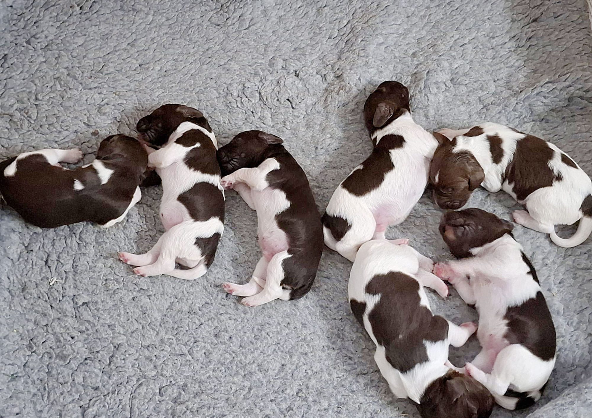 4Heidewachtel-puppy-25